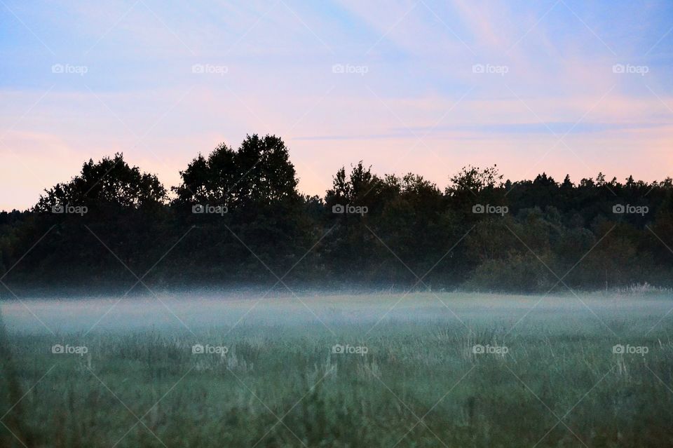 Foggy field