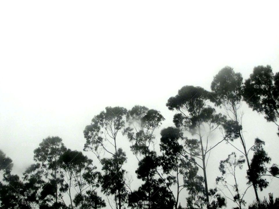 Trees and fog