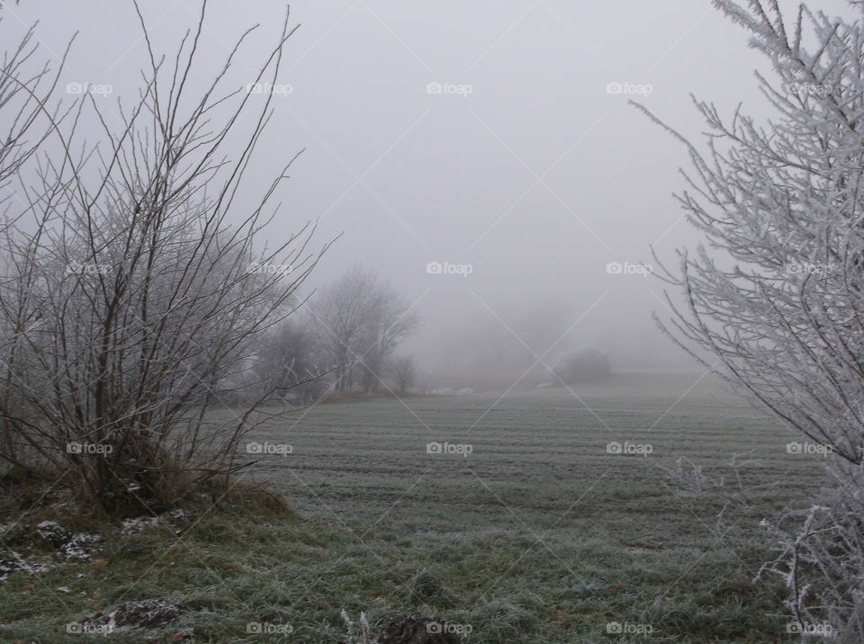 nebel frozen kalt kälte winter ice eis