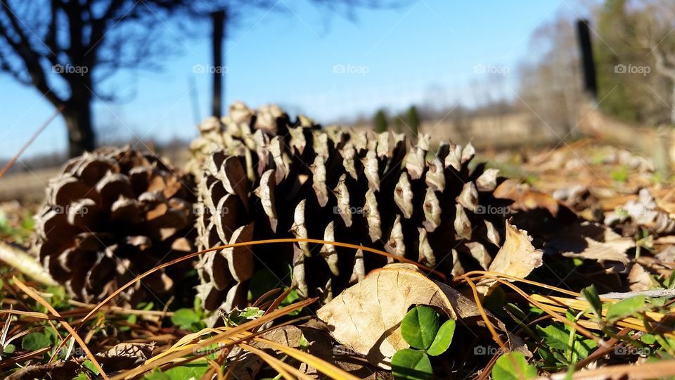 pine cone