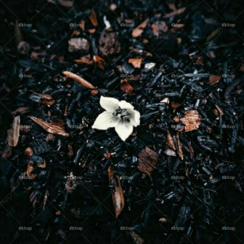 a fallen flower