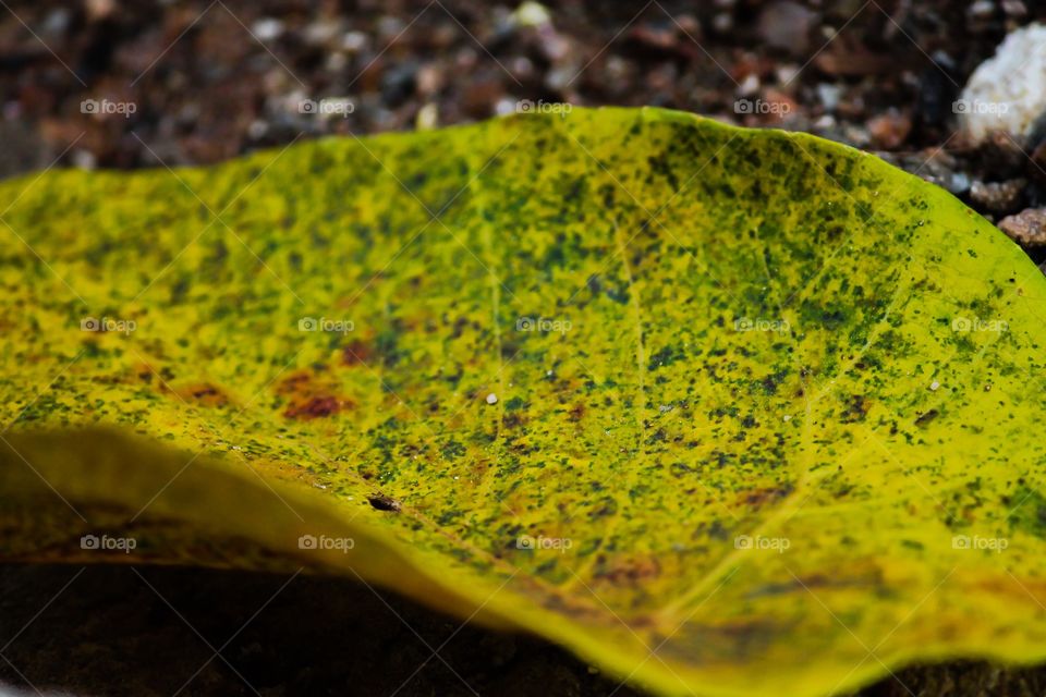 TEXTURES OF THE LEAF