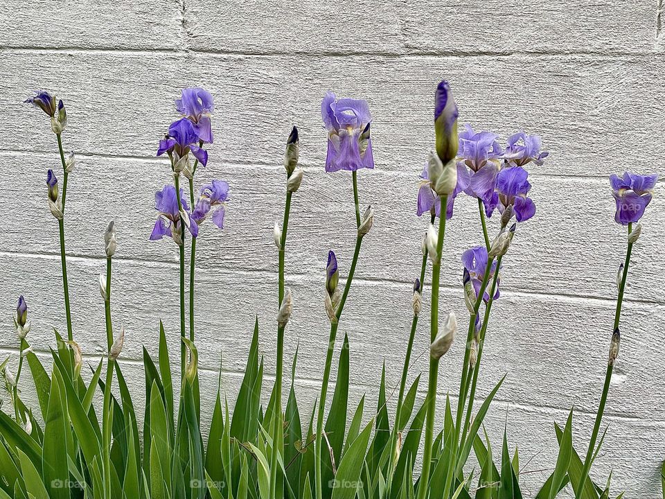 the lineup, purple iris 