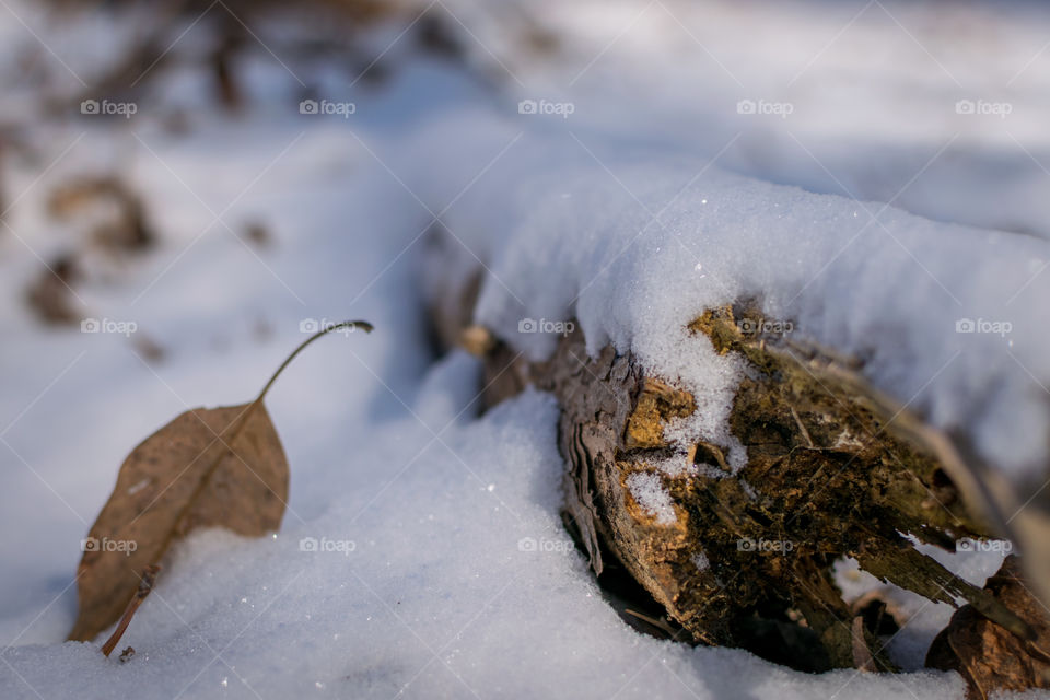 Snow covered log