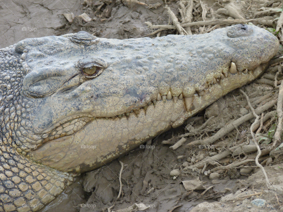 alligator crocodile gator croc by lancashirelad