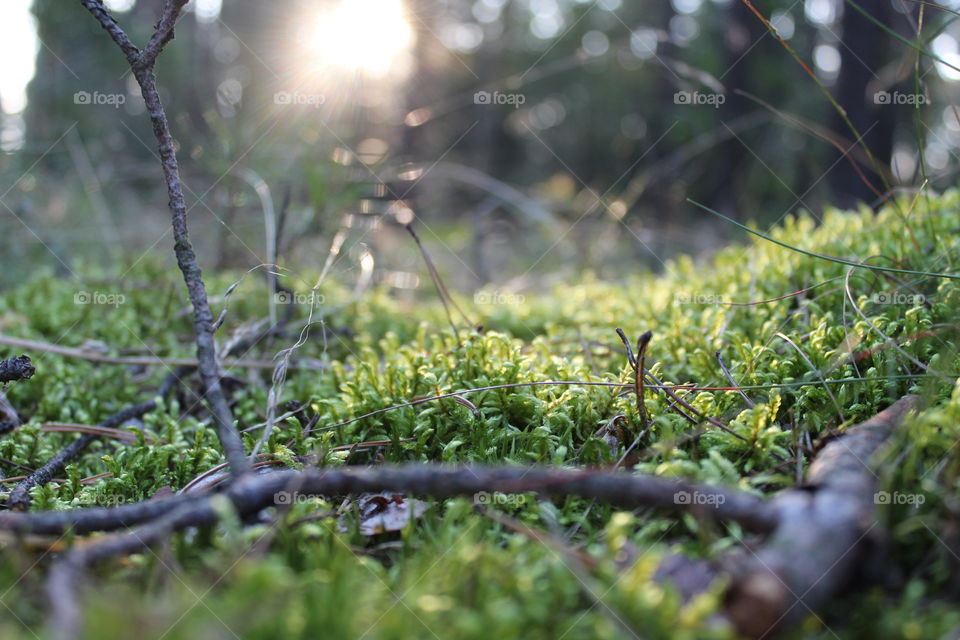 Forest poland light nature warmia mazury macro macrophotography