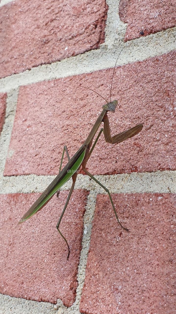 Silver Spring, Maryland: Green Praying Mantis climbs a vertical red brick and gray mortar wall in summer, looking for shade.