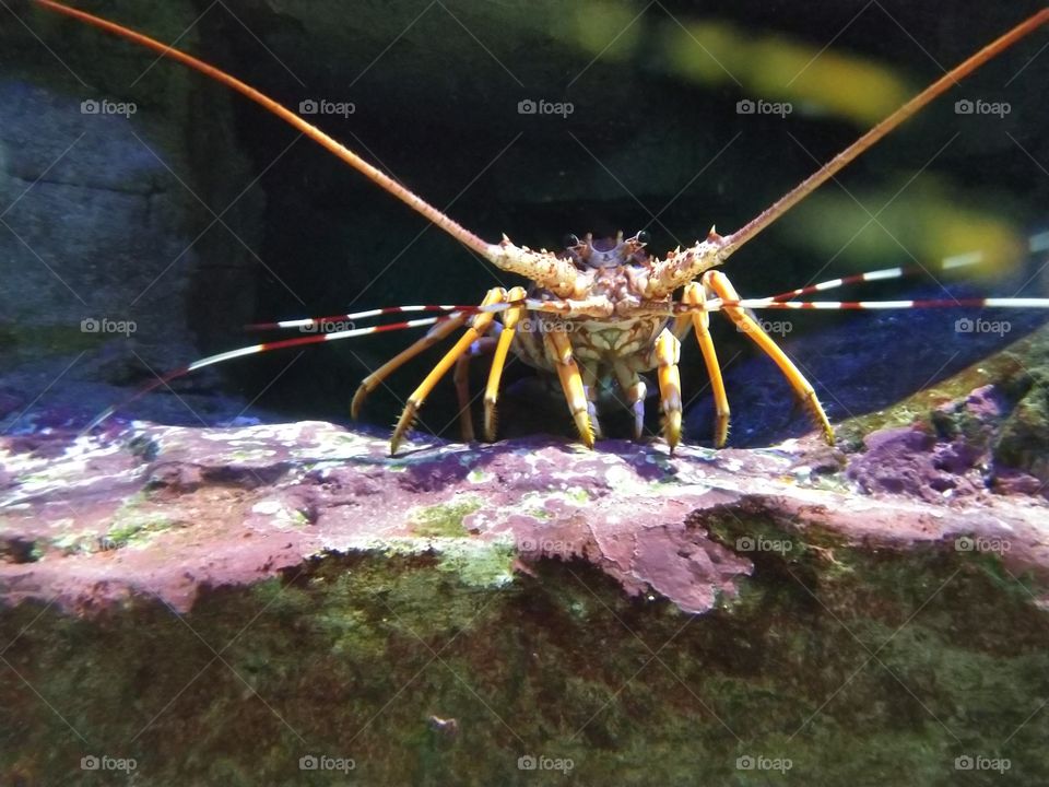 Under the sea
Under the sea
Darling it's better
Down where it's wetter
Take it from me
Up on the shore they work all day
Out in the sun they slave away
While we devotin'
Full time to floatin'
Under the sea 🎼