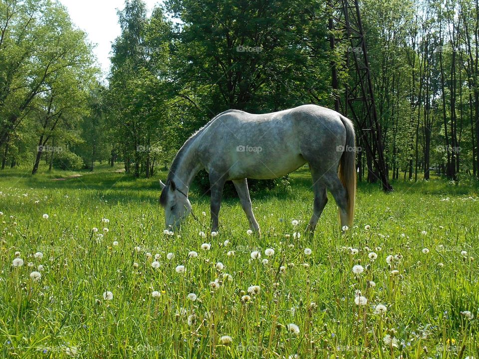 Grass, Nature, Hayfield, Summer, Rural