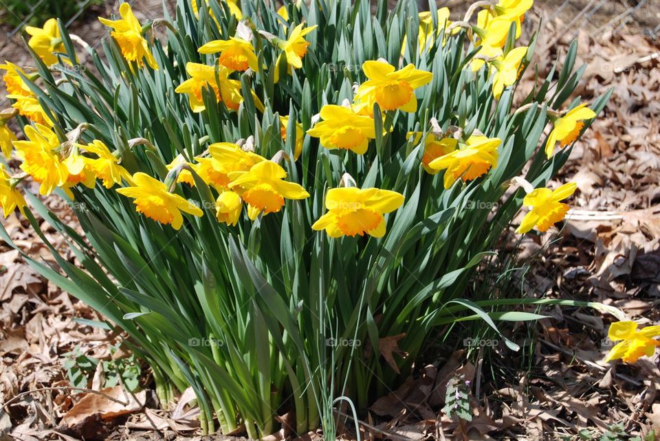 Daffodils 