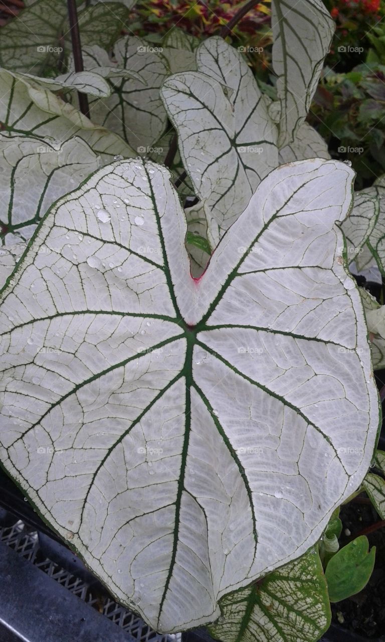 The ace of shade plants. The heart shaped leaves and prominent veins makes this a great specimen in the shaded garden