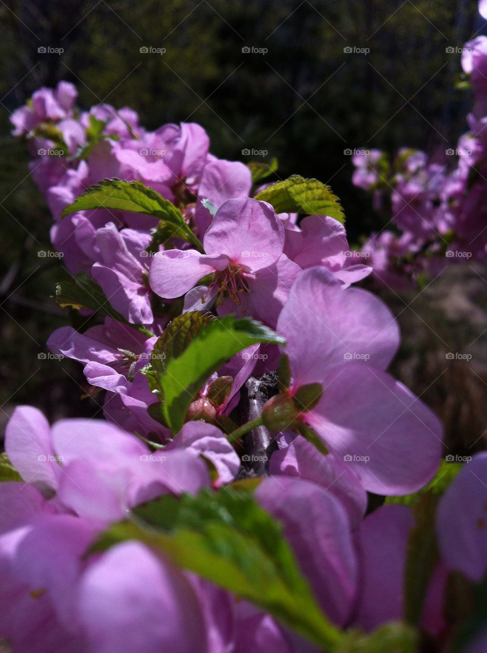 beking flower purple beautiful by HIN