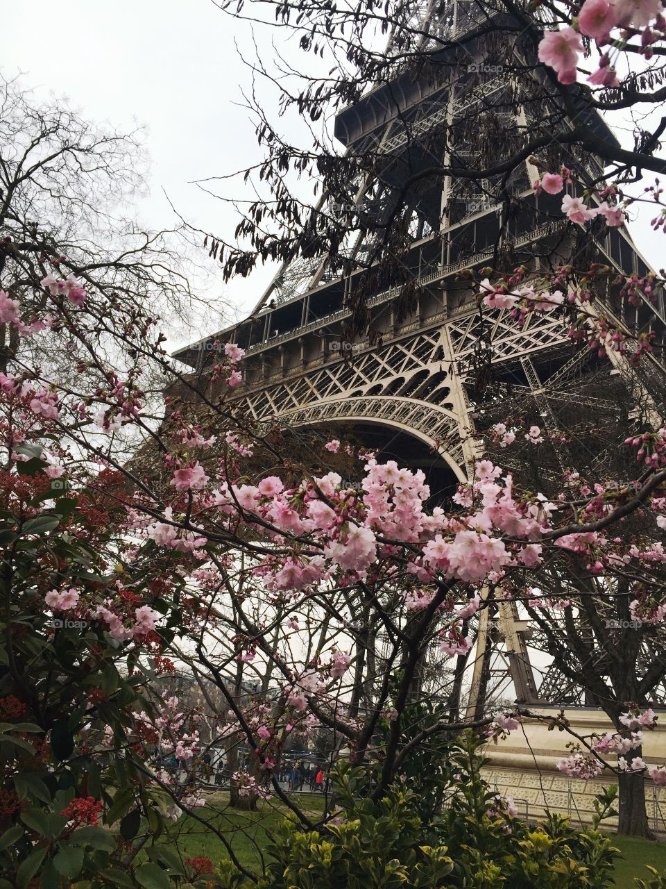 The Tower in Bloom