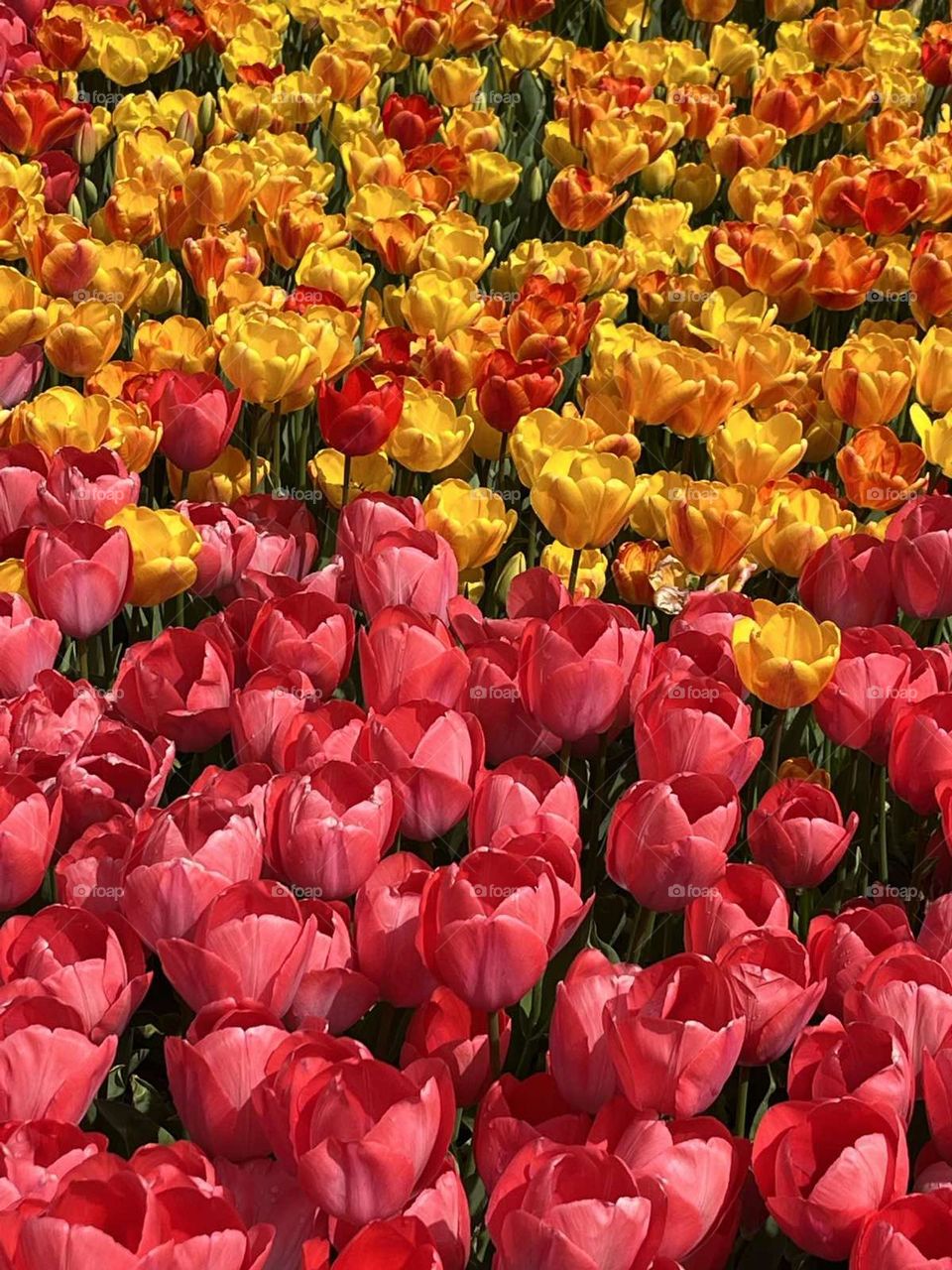 tulips