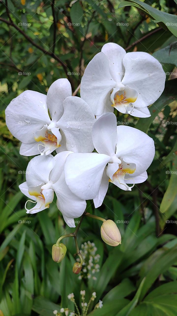 Beautiful moon orchid at the garden.
The moon orchid is characterized by its white color with yellow and red markings.  When observed, the type of moon orchid flower that has a yellow hue will look like the moon at night.