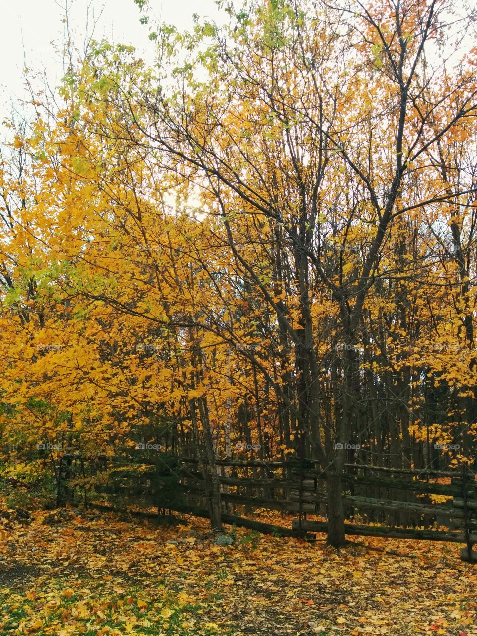 Yellow autumn from an angle