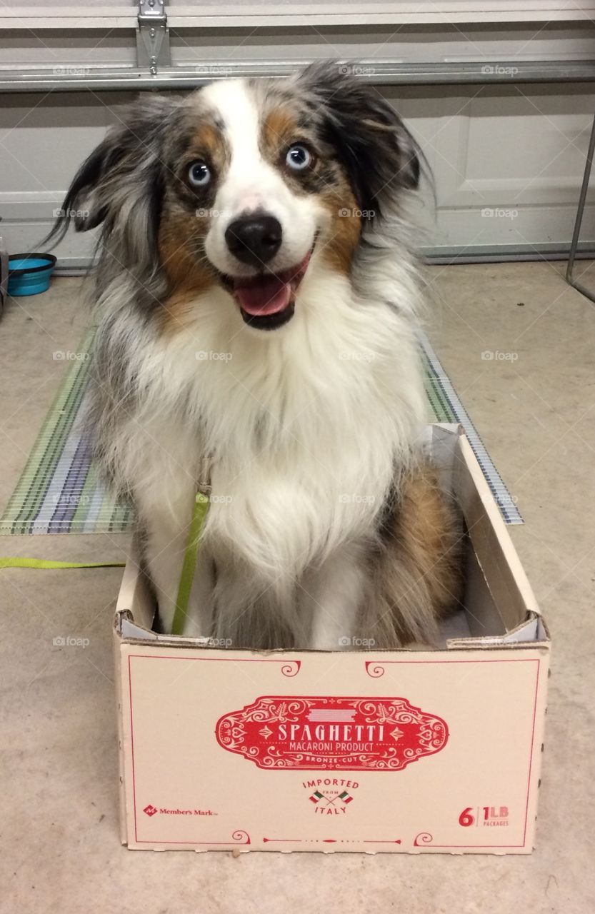 Mini Aussie in a box