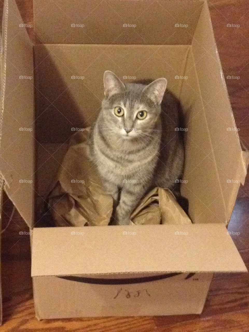 Kitty in a box