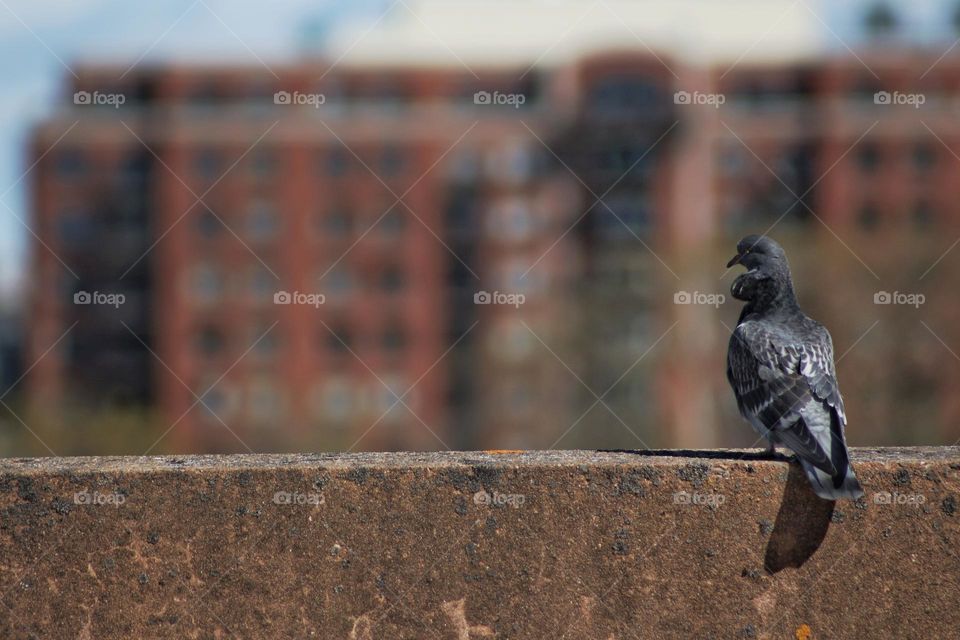 Pigeon perched on a concrete wall overlooking the city.