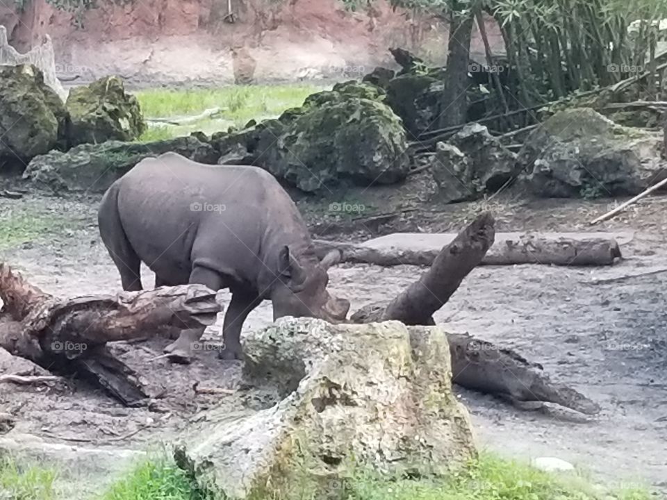 A black rhino chops himself in the moist dirt.