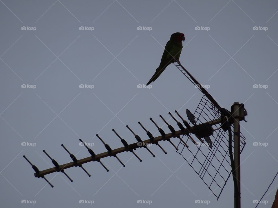 Parrot on Tv antenna