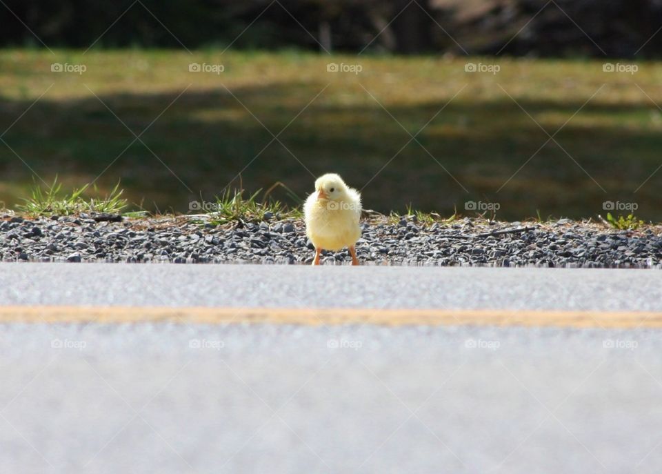 Why did the chicken cross the road? 