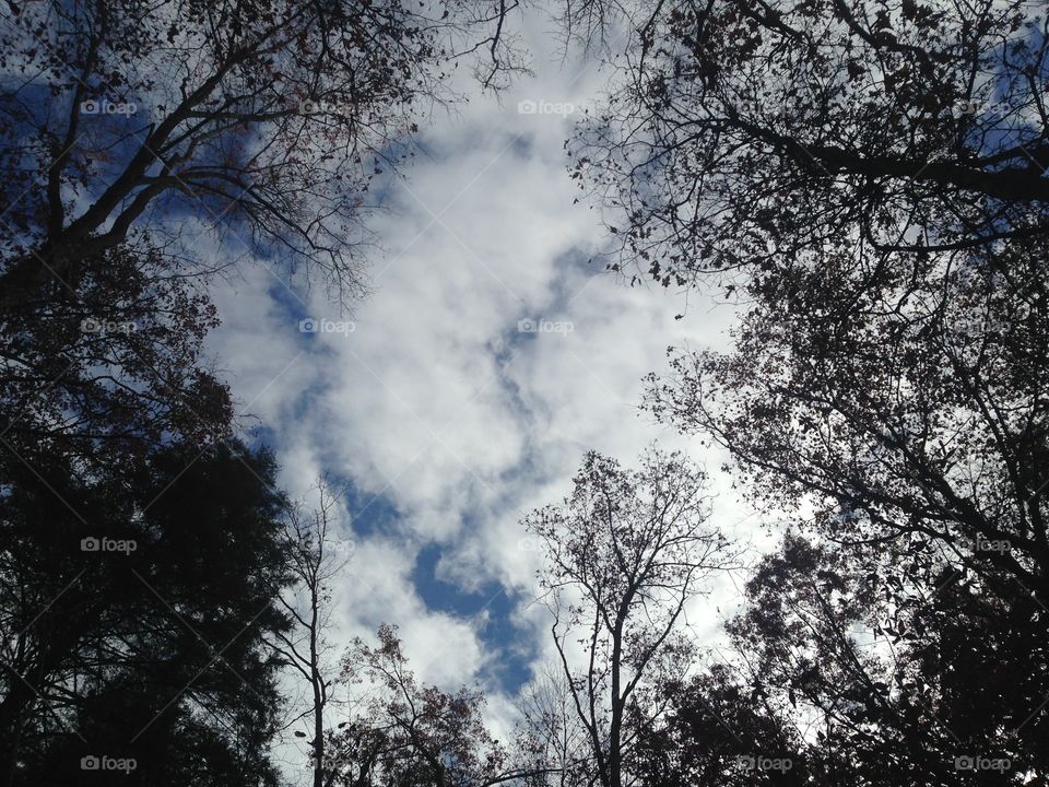 Kentucky sky through the trees. Hiking in Kentucky up to Natural Bridge on a beautiful November day.