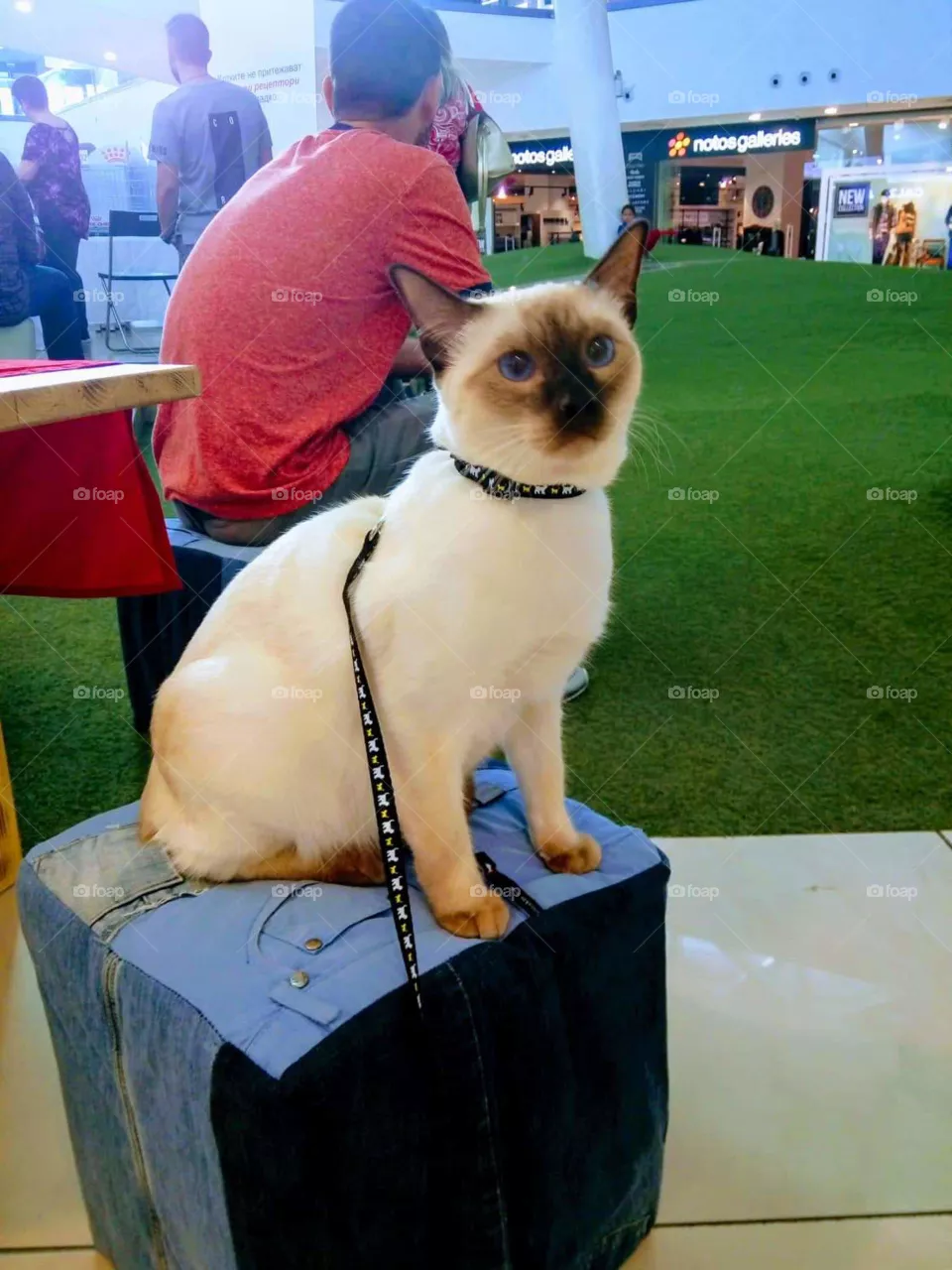 chat