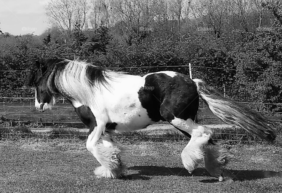Piebald pony cantering in black and white