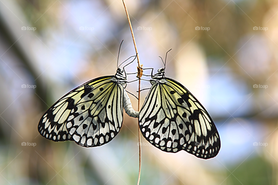 nature pattern colourful butterfly by joannieofarc