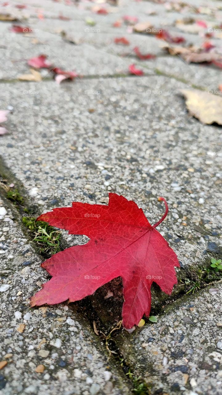 a beautiful red autumn leaf