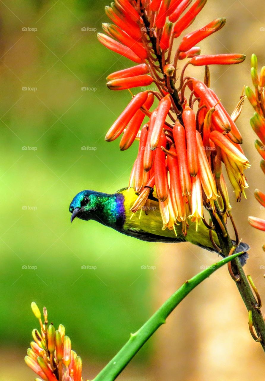 Collared Sunbird