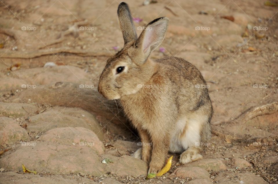 Animals from Brazil