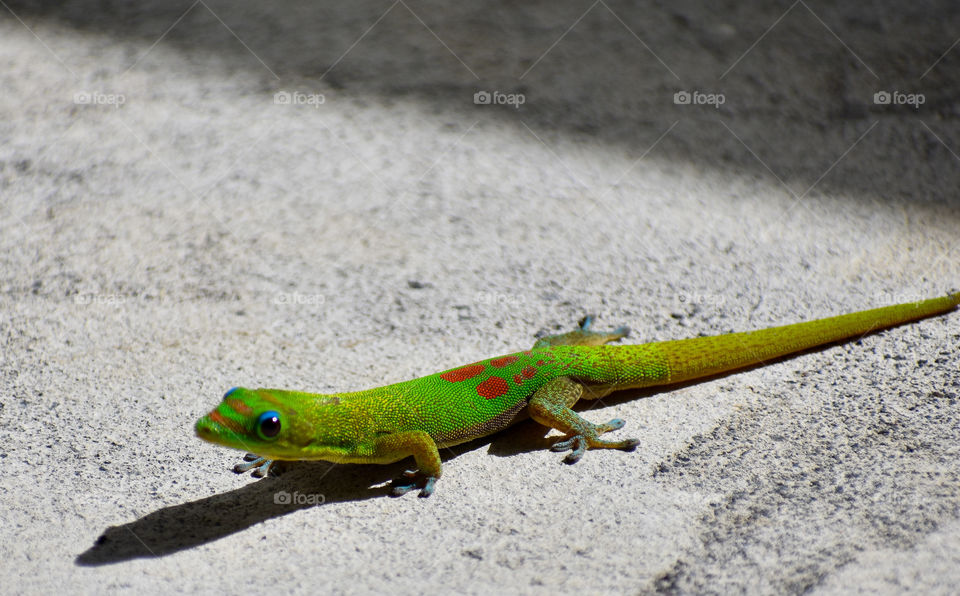 Colorful gecko casting a long shadow in the morning sun.
