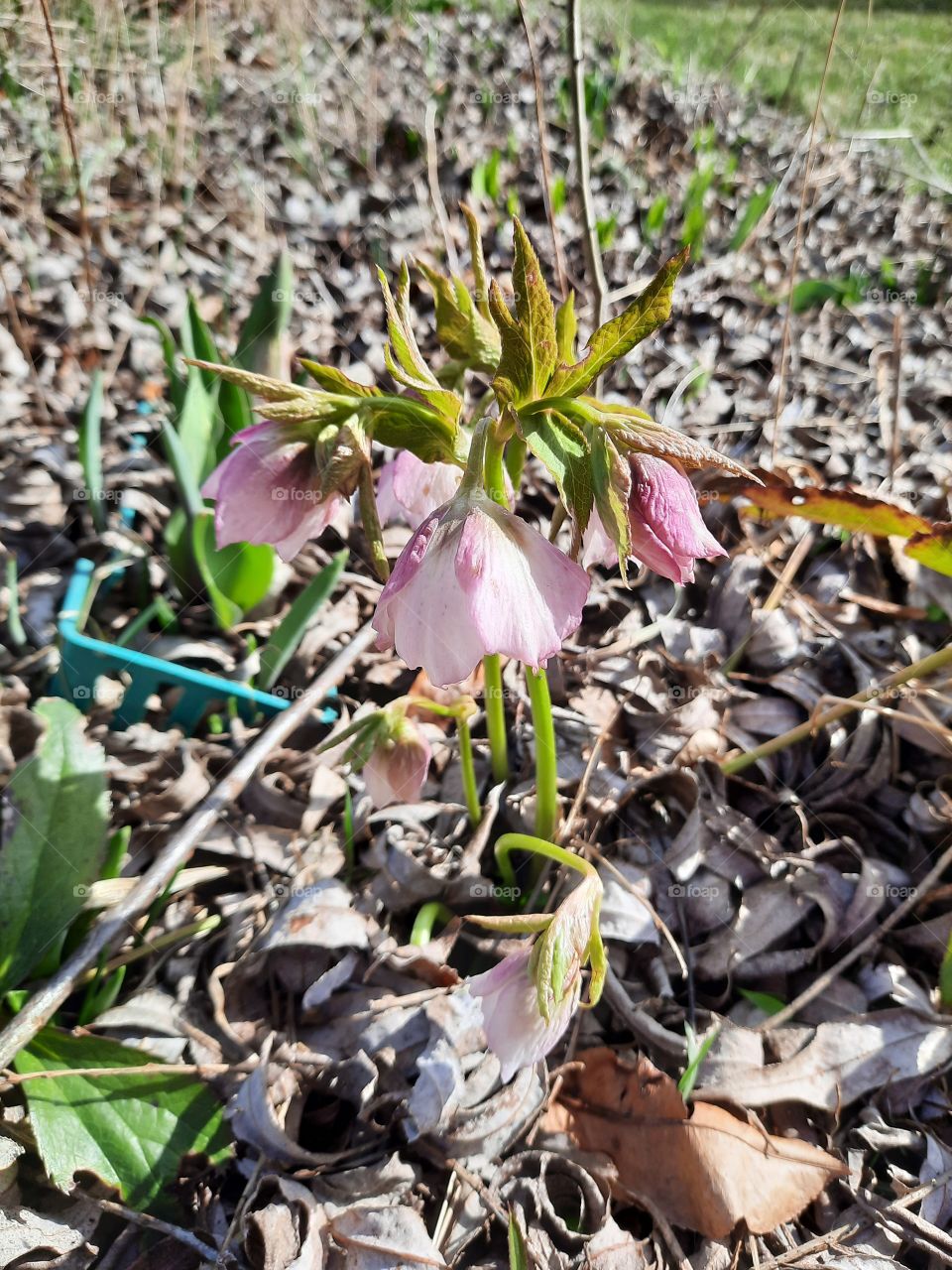 pink helleborus flowers  on a sunny  day with dry autumn leaves