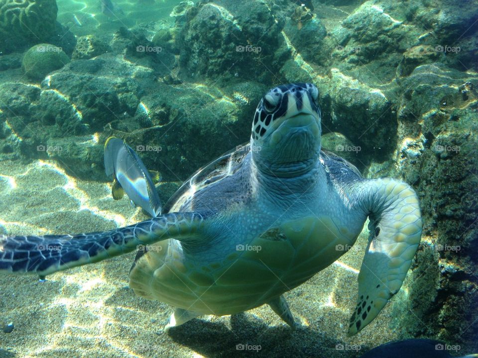 Close-up of a turtle undersea