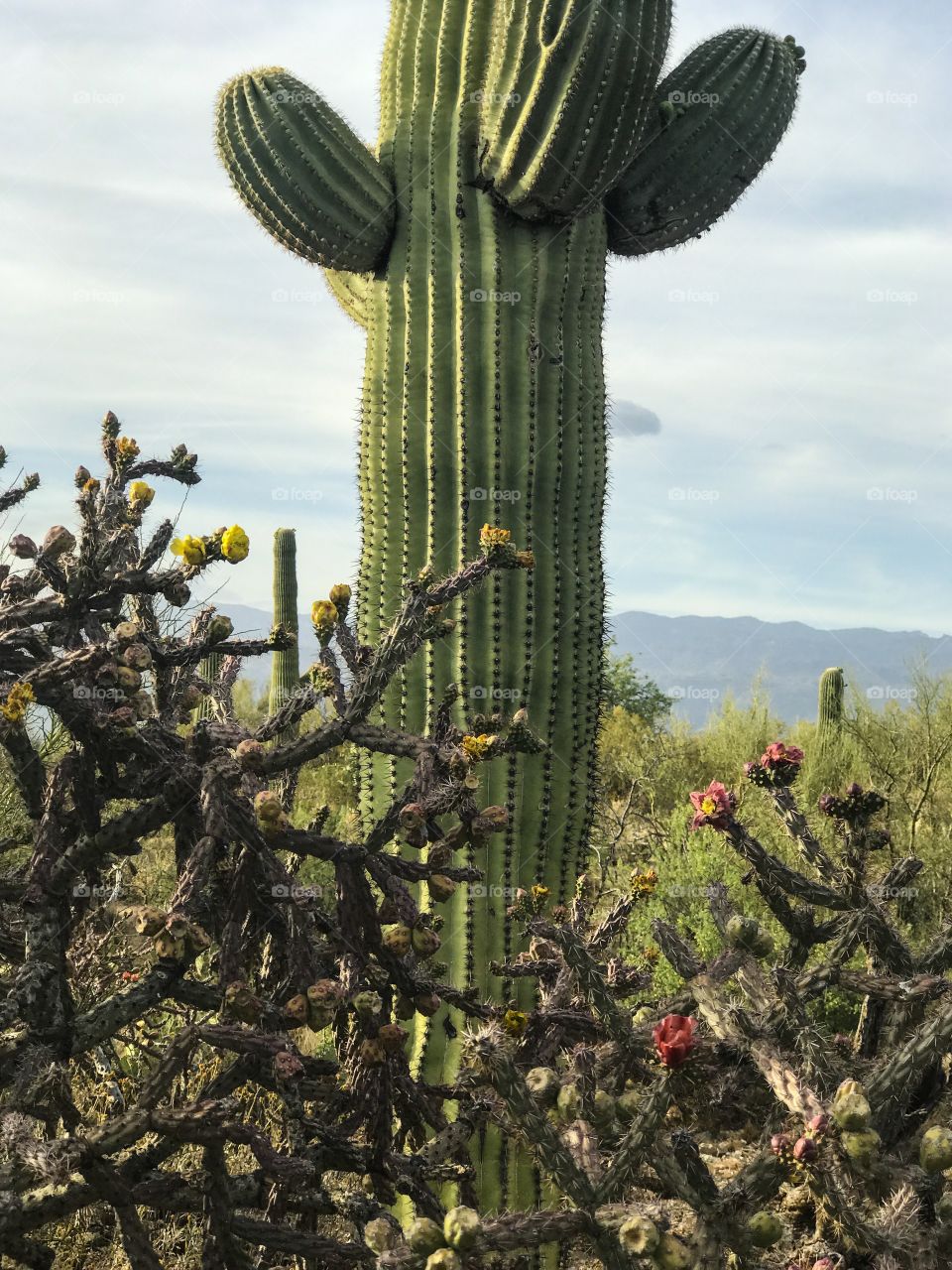 Desert Landscape 