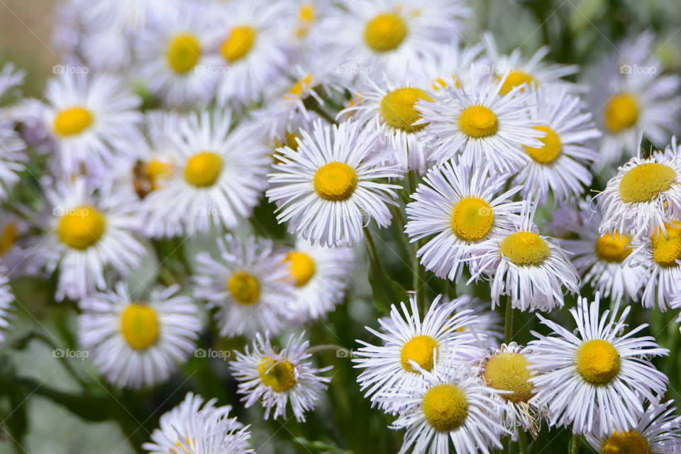 Fleabane