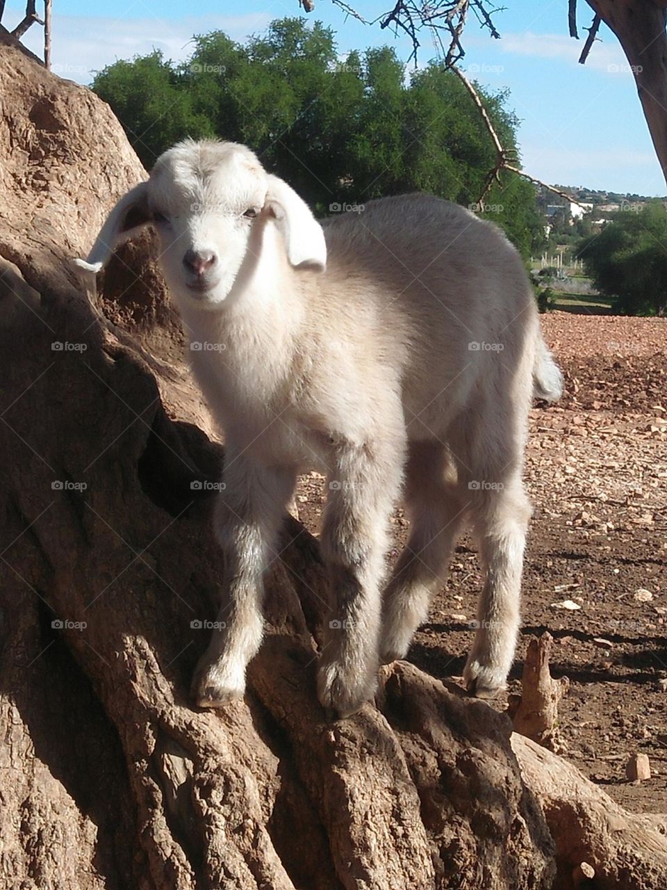 Beautiful lamb on argania spinosa tree looking at my camera at essaouira in Morocco.