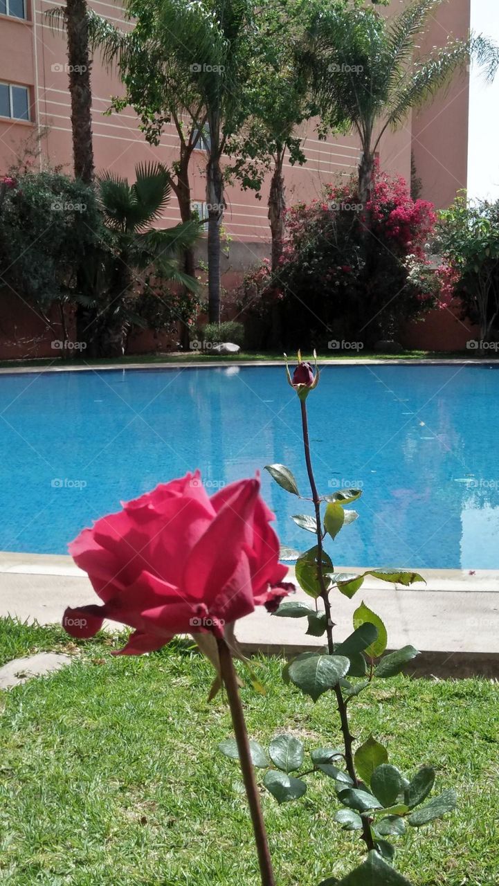 Beautiful red rose besides a swimming pool.