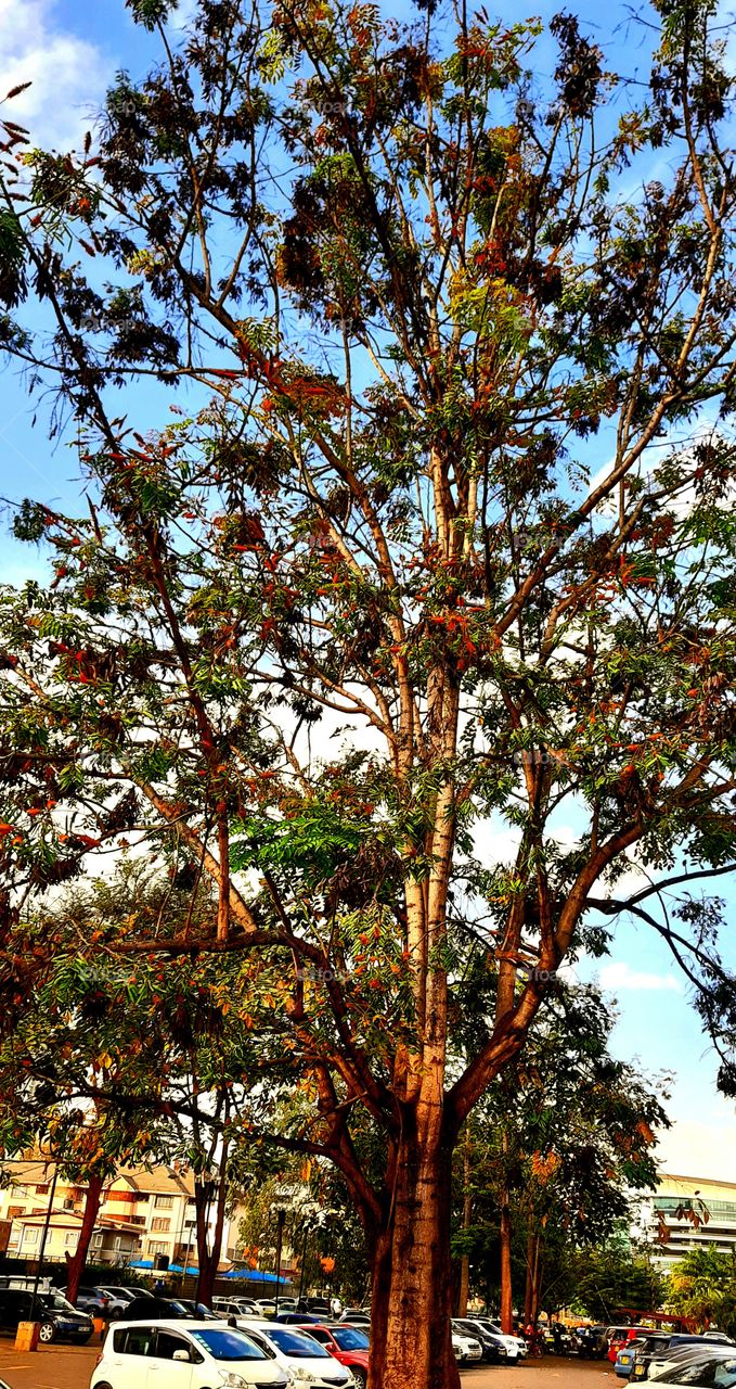 Just took my lady out for a movie date at Westgate Mall and she fell in love with this beautiful tree at the parking lot. She's coming here for the first time after the fateful 21st September 2013 Westgate Terror Attack!