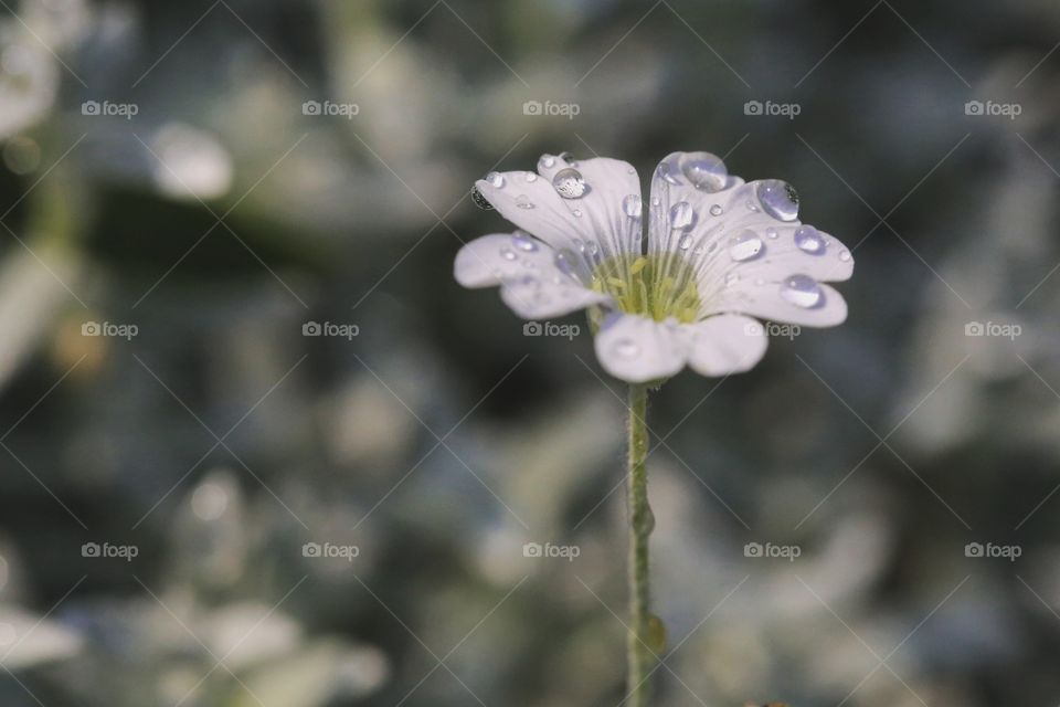 A single white flower with raindrops