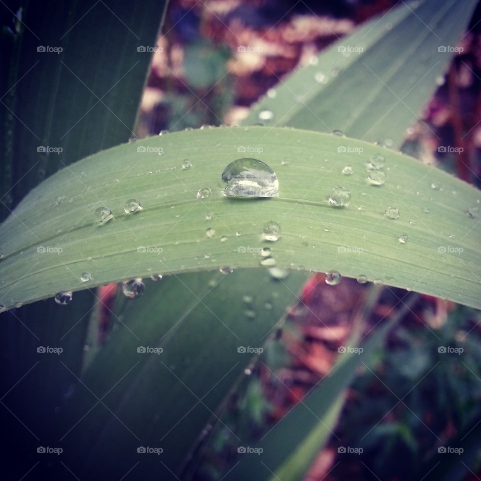 water droplet