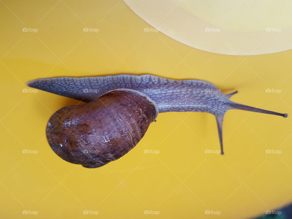 snail