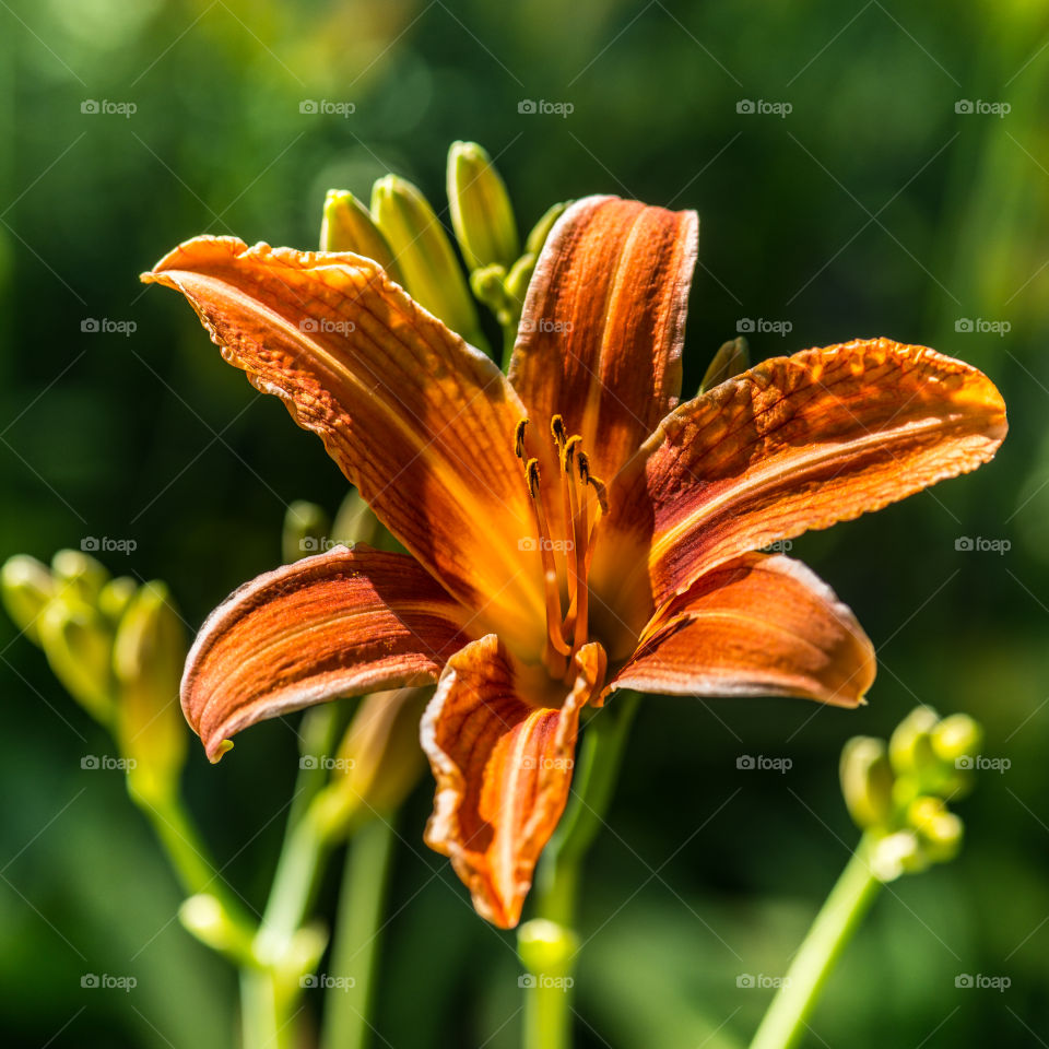 Lily flower