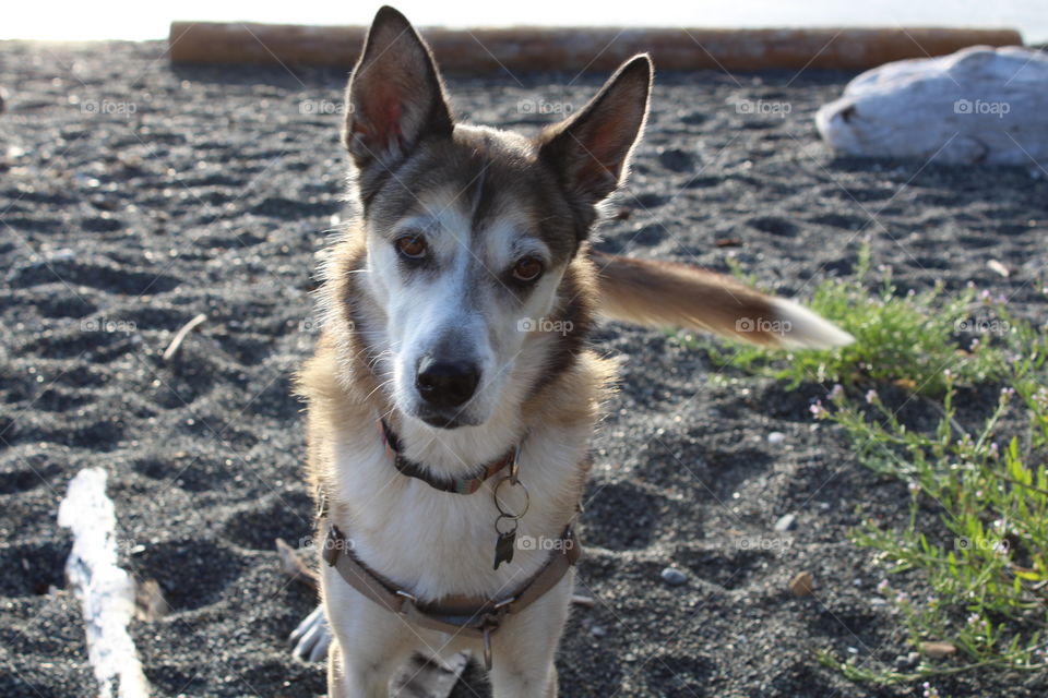 My dog at the beach