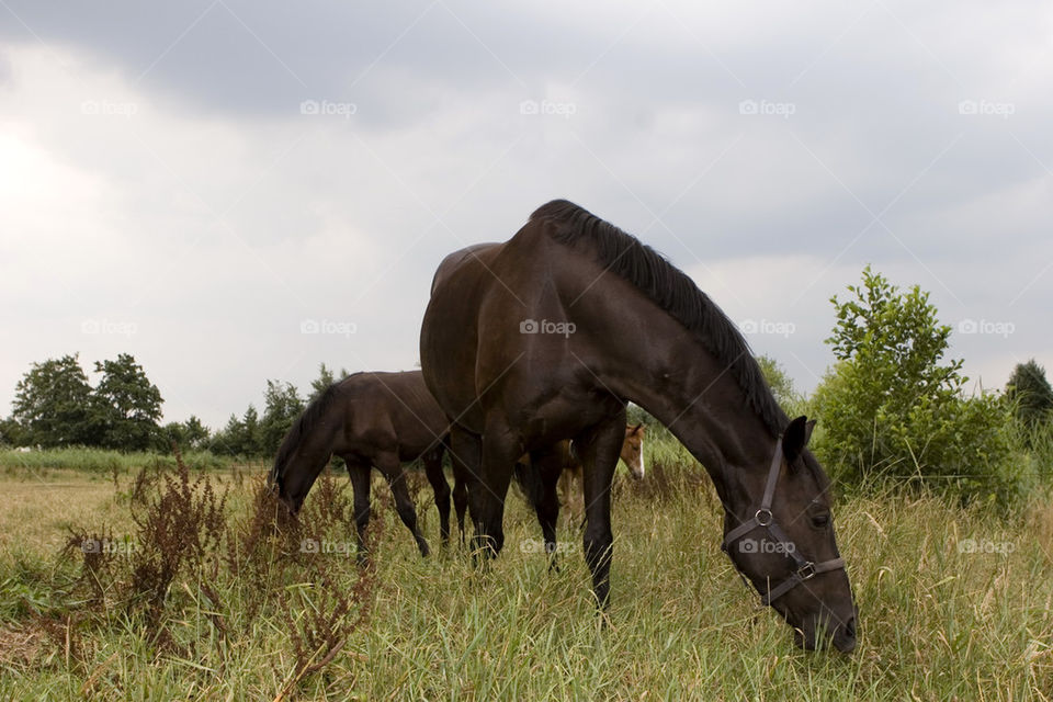 on the meadow 