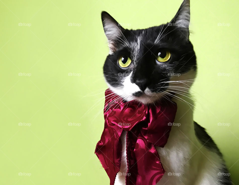 Cute cat with yellow eyes and red tie on yellow background 