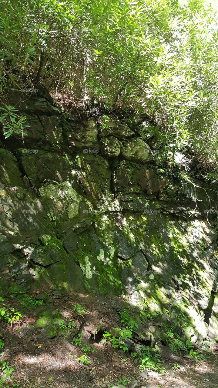 moss covered rock wall