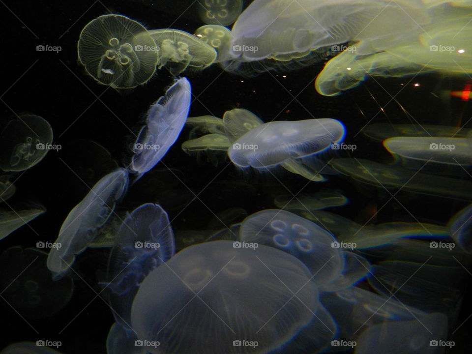 Jellyfish through glass the only way